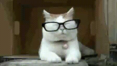 Kucing_Lucu_ini_Tak_Betah_Berkacamata